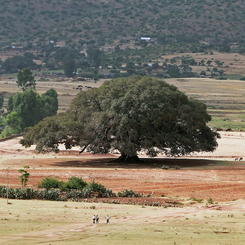 Sycamore Tree in Ethiopia